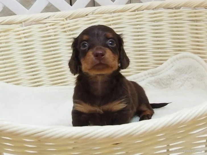 ID：2205-00081の子犬