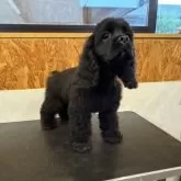 アメリカンコッカースパニエル【鹿児島県・男の子・2025年8月26日・ブラック】の写真6