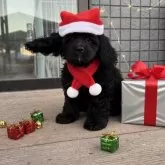 アメリカンコッカースパニエル【鹿児島県・女の子・2025年8月26日・黒】の写真3