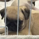 パグ【鹿児島県・男の子・2025年7月28日・フォーン】の写真6