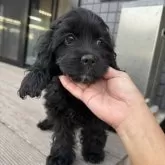 アメリカンコッカースパニエル【鹿児島県・女の子・2025年8月26日・黒】の写真4