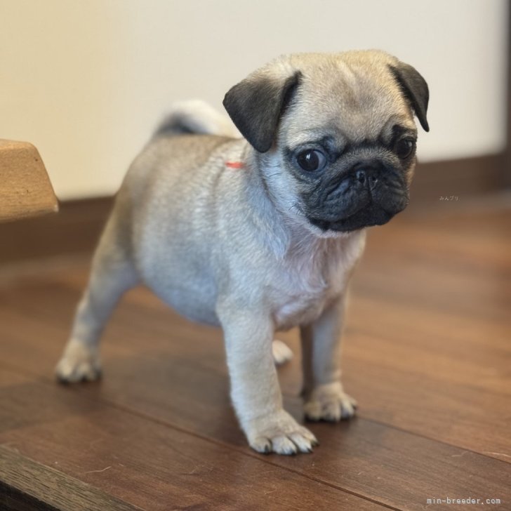 ブリーダー画像