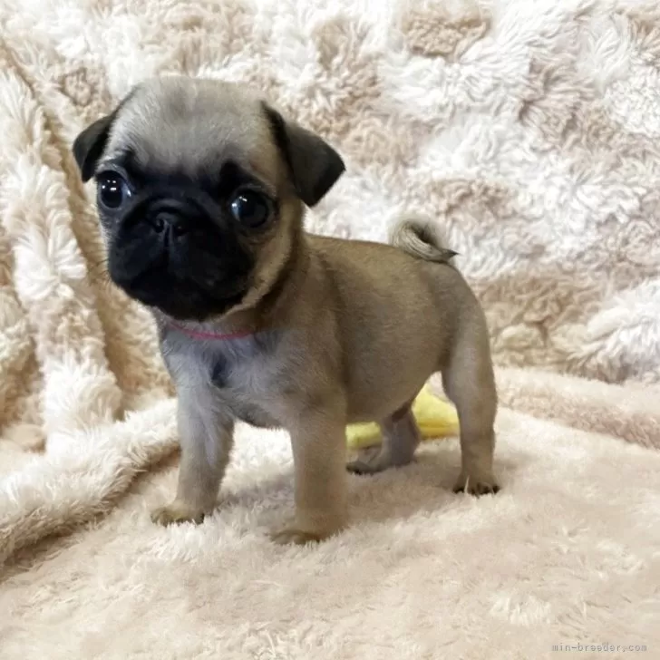 パグ【鹿児島県・男の子・2025年9月14日・フォーン】の写真1
