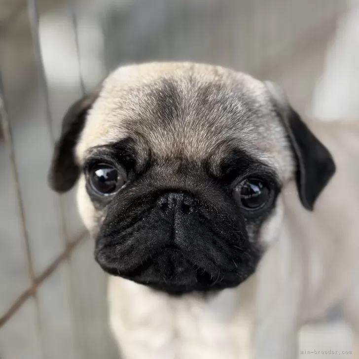 ID:2502-00430の子犬