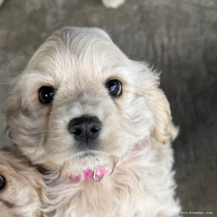 ID：2502-03720の子犬