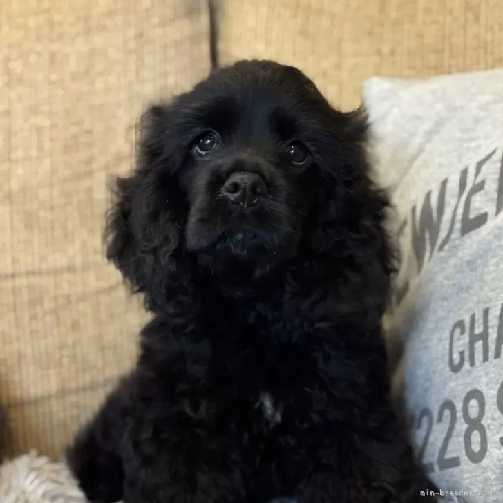 ID：2506-03745の子犬