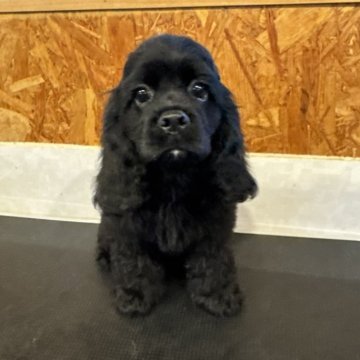 アメリカンコッカースパニエル【鹿児島県・男の子・2025年8月26日・ブラック】の写真「つやつや黒王子の白くん🤍」