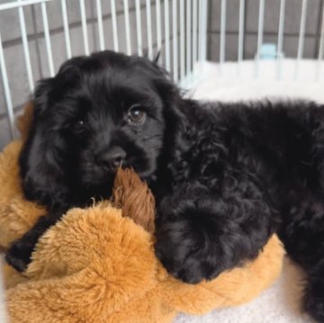 アメリカンコッカースパニエル【鹿児島県・男の子・2024年9月3日・ブラック】の写真「やんちゃでかわいい男の子🩵」