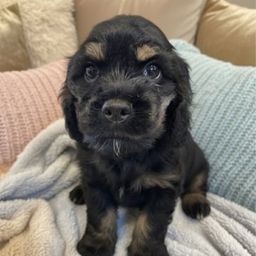 アメリカンコッカースパニエル【鹿児島県・男の子・2025年8月26日・ブラックタン】の写真「とっても小ぶりだけど凛々しい男の子🩵」
