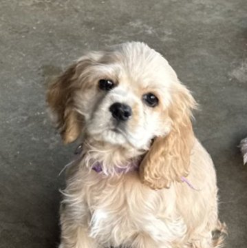 アメリカンコッカースパニエル【鹿児島県・女の子・2024年12月29日・バフ】の写真「新しいパパママ決まりました✨」