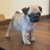 パグ