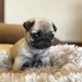 パグ