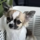 チワワ(ロング)