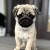 パグ