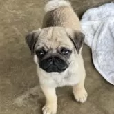 パグ