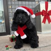 アメリカンコッカースパニエル