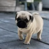 パグ
