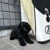 アメリカンコッカースパニエル【鹿児島県・女の子・2025年8月26日・黒】の写真8