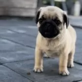 パグ【鹿児島県・男の子・2025年7月28日・フォーン】の写真11