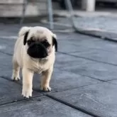 パグ【鹿児島県・男の子・2025年7月28日・フォーン】の写真12