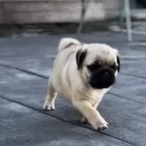 パグ【鹿児島県・男の子・2025年7月28日・フォーン】の写真13