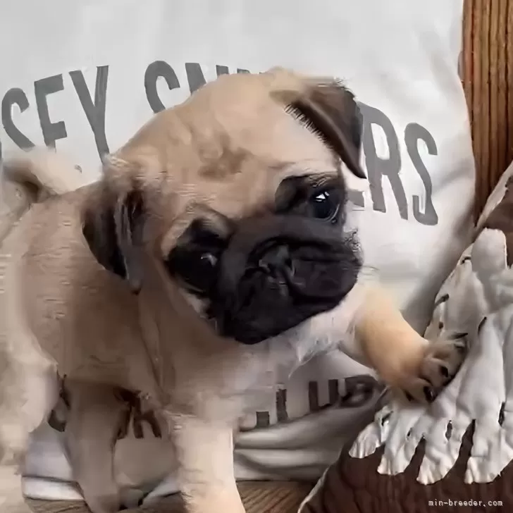 ID：2312-00596の子犬