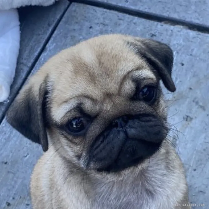 ID:2310-05001の子犬