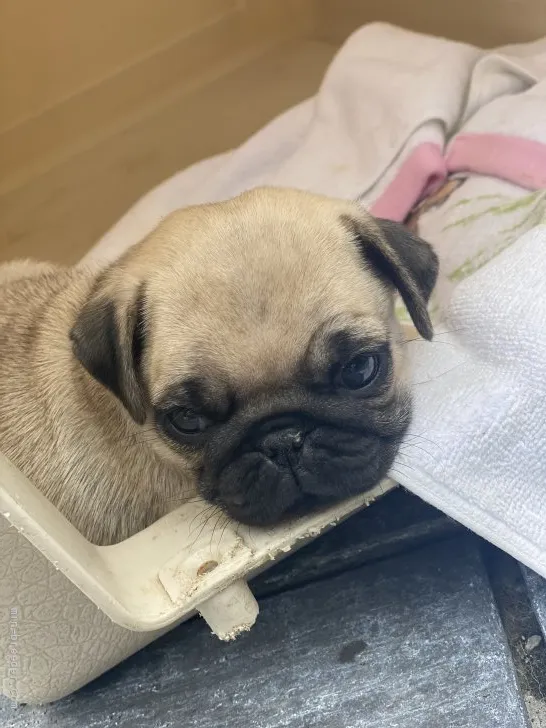T.I 様のお迎えした子犬
