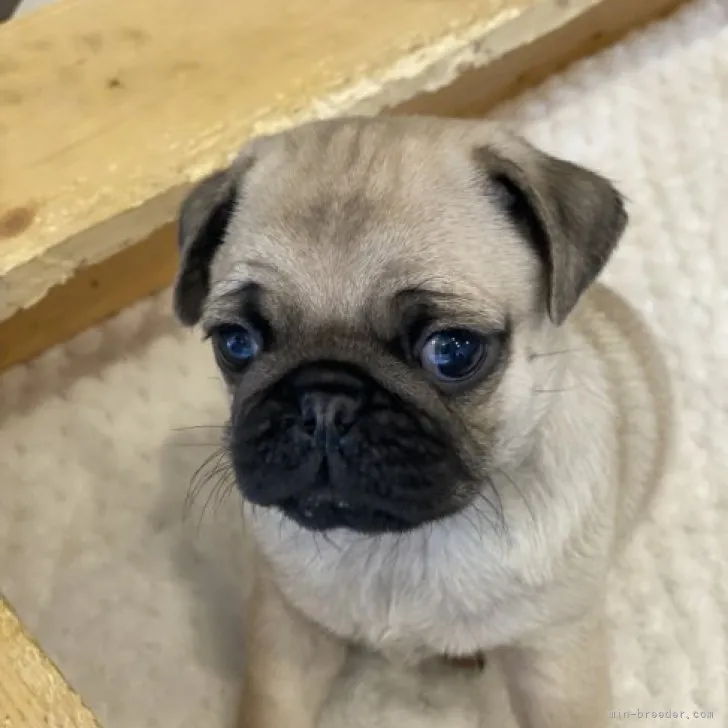 ID:2302-02807の子犬