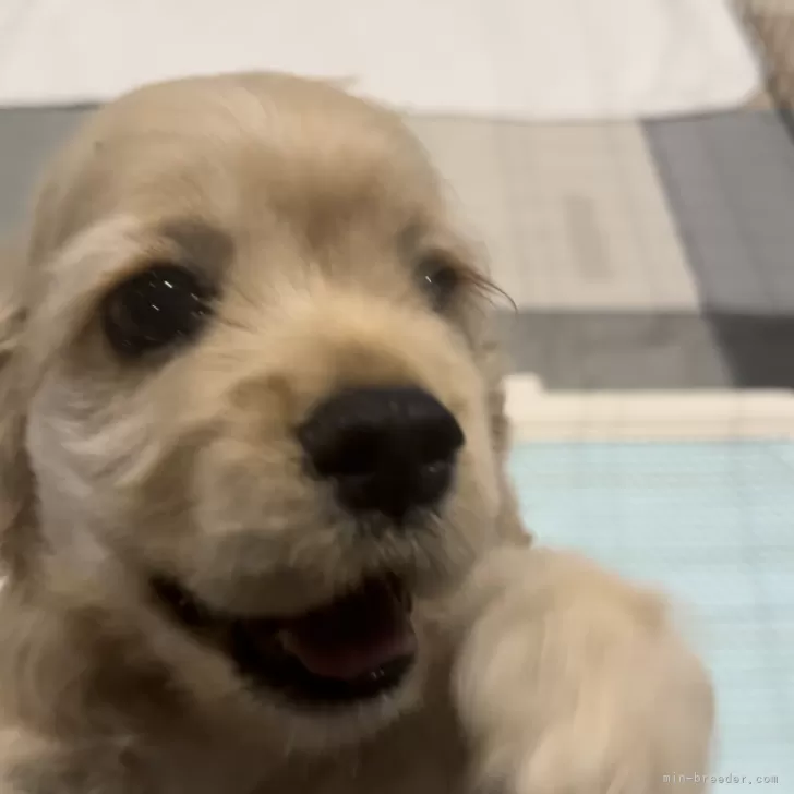 ID:2405-06069の子犬