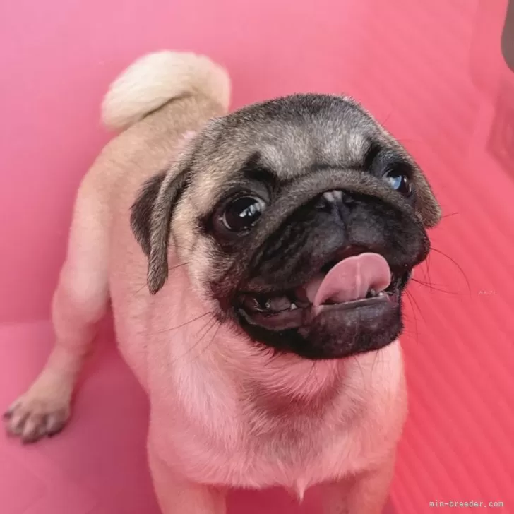 ID：2407-07090の子犬