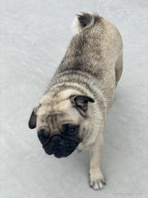 パグ【・女の子・2019年6月15日・フォーン】