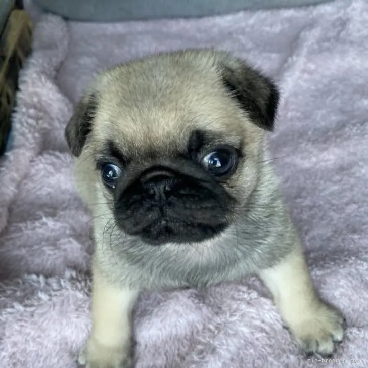 ID：2304-04929の子犬