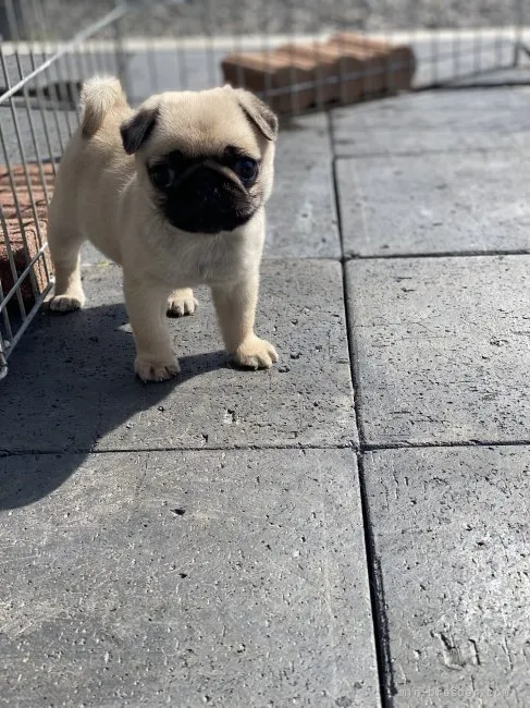 さくら 様のお迎えした子犬