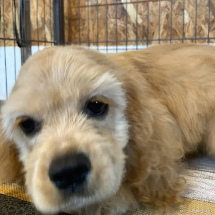ID：2309-00253の子犬