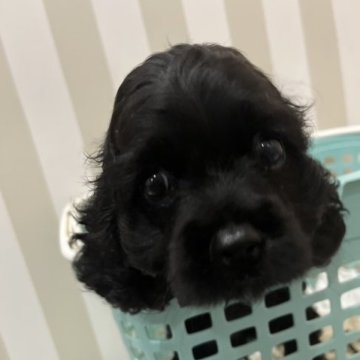 アメリカンコッカースパニエル【鹿児島県・男の子・2023年5月9日・ブラック】の写真「オーナー様決まりました✨」