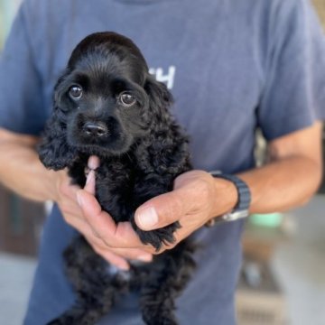 アメリカンコッカースパニエル【鹿児島県・女の子・2023年5月9日・ブラック】の写真「とにかく元気いっぱい✨」