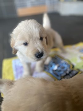 ゴールデンレトリバー【鹿児島県・女の子・2021年11月13日・ゴールド】の写真「両親PRA.DM共にクリアの元気な女の子です」