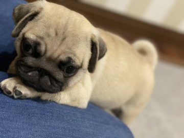 パグ【鹿児島県・男の子・2021年8月28日・フォーン】の写真「とっても活発な子です♪」