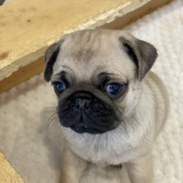 パグ【鹿児島県・男の子・2023年1月2日・フォーン】の写真「ムチムチコロコロボディ💚」