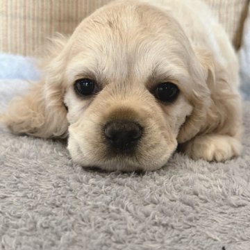アメリカンコッカースパニエル【鹿児島県・女の子・2024年9月3日・バフ】の写真「新しいパパさんママさんが決まりました✨🙏」