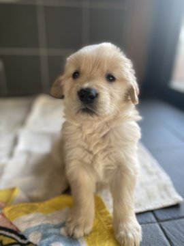 ゴールデンレトリバー【鹿児島県・男の子・2021年11月13日・ゴールド】の写真「骨太でしっかりしてます」