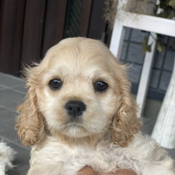 アメリカンコッカースパニエル【鹿児島県・女の子・2023年5月9日・バフ】の写真「オーナー様決まりました✨」