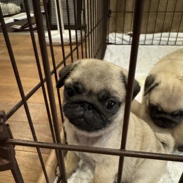 パグ【鹿児島県・女の子・2024年6月7日・フォーン】の写真「元気いっぱいイエローちゃん💛」