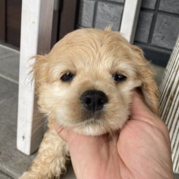 アメリカンコッカースパニエル【鹿児島県・女の子・2023年5月9日・ばふ】の写真「元気いっぱい✨✨」
