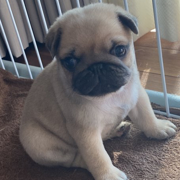 パグ【鹿児島県・男の子・2022年9月21日・フォーン】の写真「待望のニーヤママ似のイケメン君」