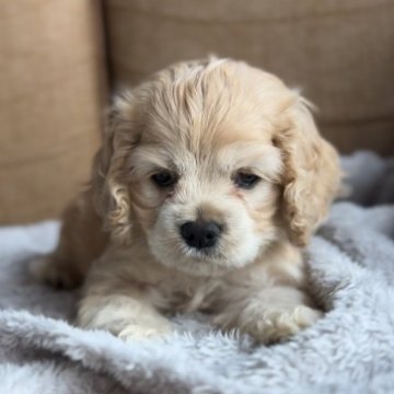 アメリカンコッカースパニエル【鹿児島県・男の子・2024年3月26日・バフ】の写真「新しいお家が決まりました✨」