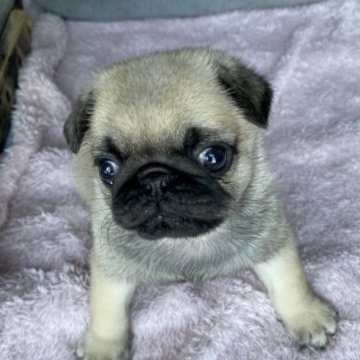 パグ【鹿児島県・女の子・2023年3月14日・フォーン】の写真「しっぽフリフリ😍小ぶりな可愛い女の子💛」