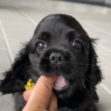 アメリカンコッカースパニエル【鹿児島県・女の子・2023年5月9日・ブラック】の写真「好奇心旺盛な女の子✨」