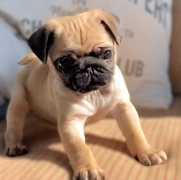 パグ【鹿児島県・男の子・2023年10月21日・フォーン】の写真「コロコロなかわいい男の子🩵」